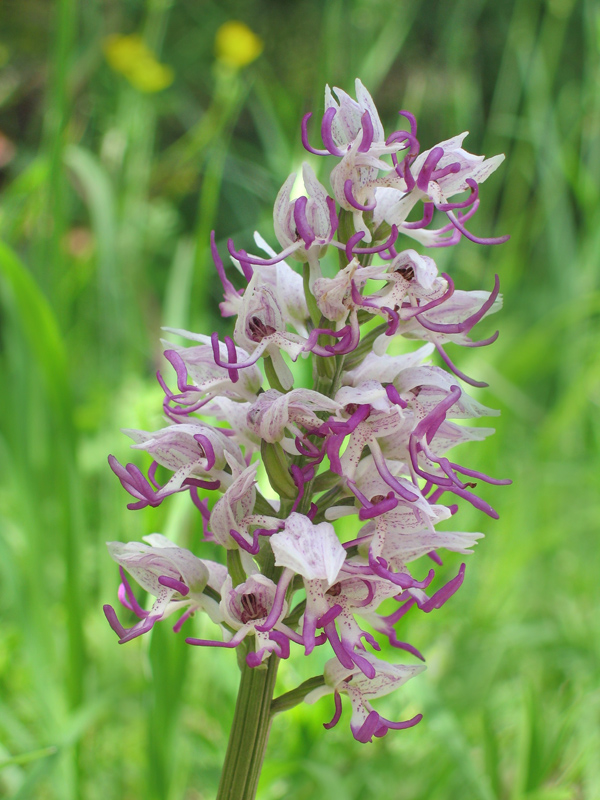 Orchis simia e altro